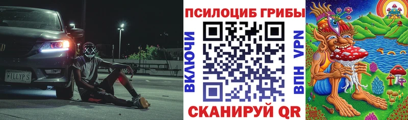 купить наркоту  Тайшет  Галлюциногенные грибы Psilocybe 